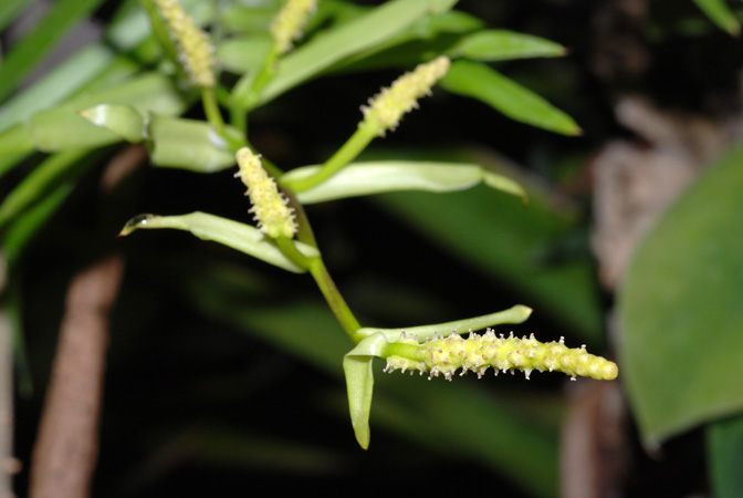 Pothoidium lobbianum