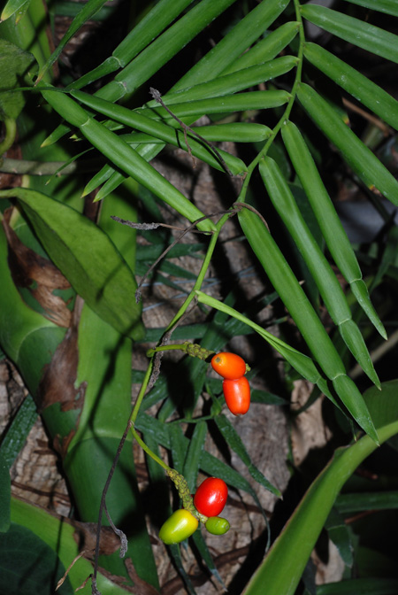 Pothoidium lobbianum