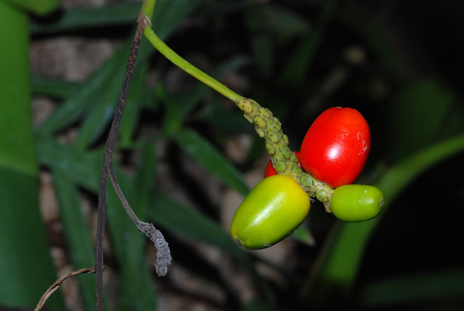 Pothoidium lobbianum