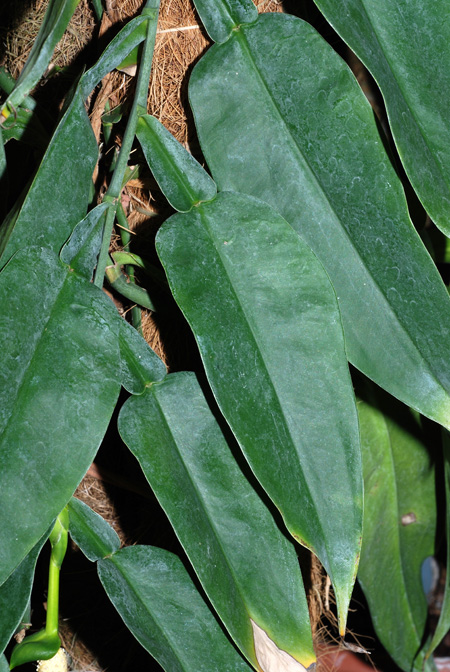 Pothos chinensis