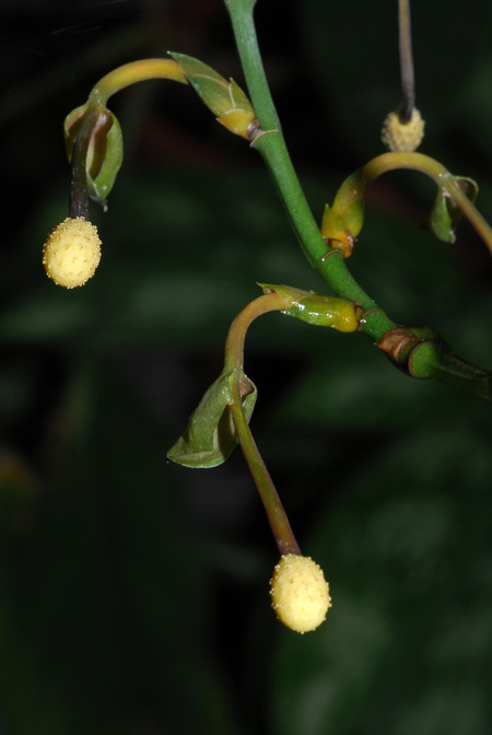 Pothos chinensis