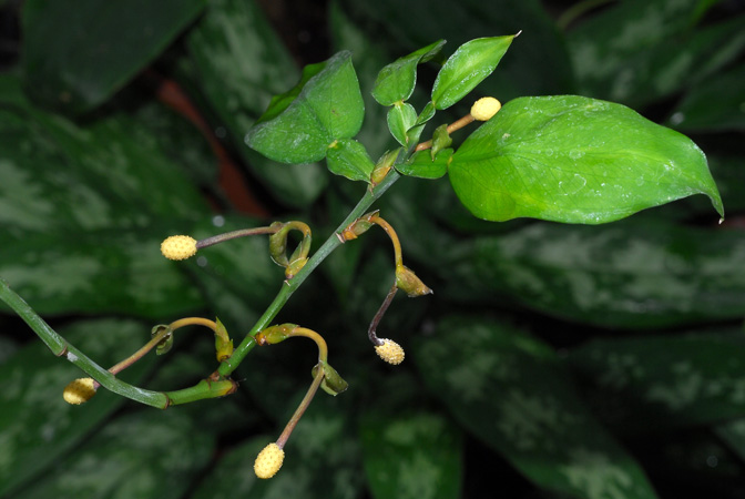 Pothos chinensis
