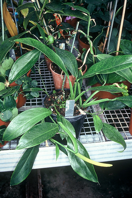 Pothos dolichophyllus