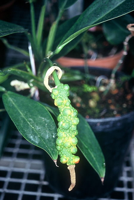 Pothos dolichophyllus