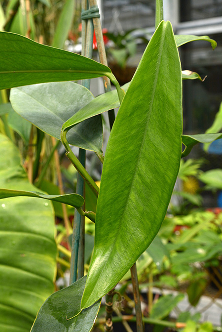 Pothos dolichophyllus