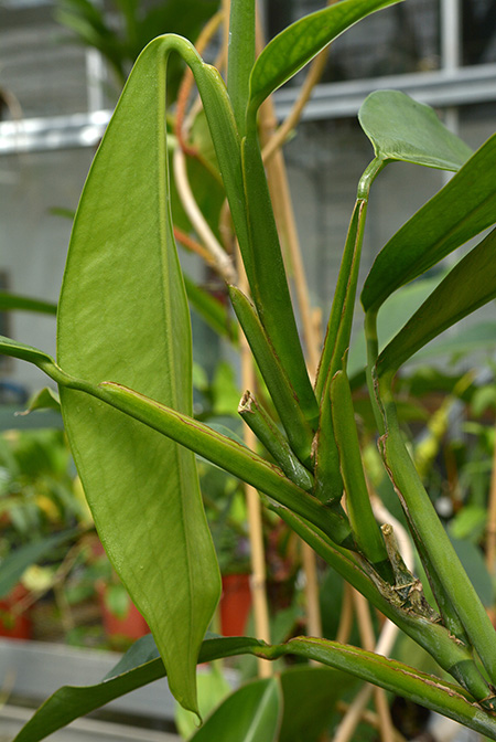 Pothos dolichophyllus