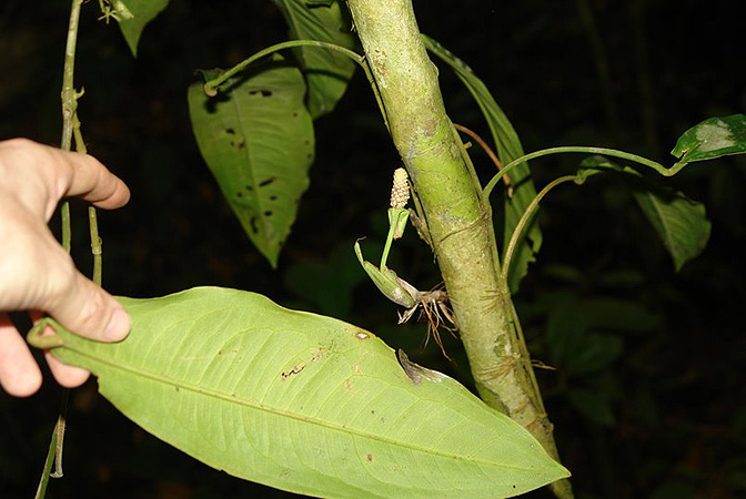 Pothos insignis