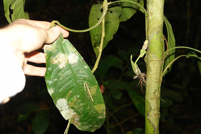 Pothos insignis