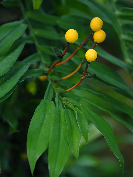 Pothos junghuhnii