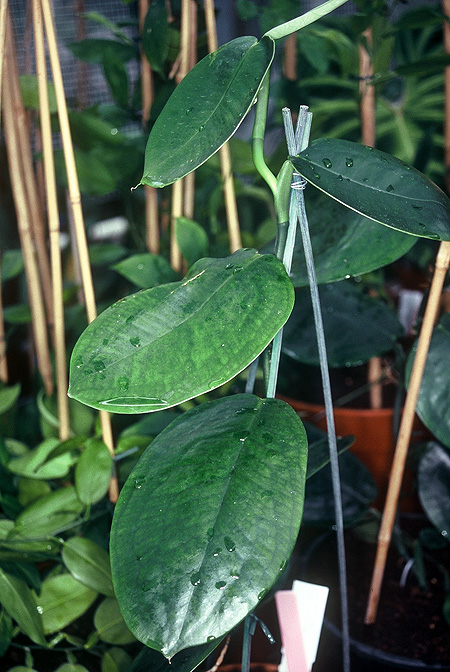 Pothos ovatifolius