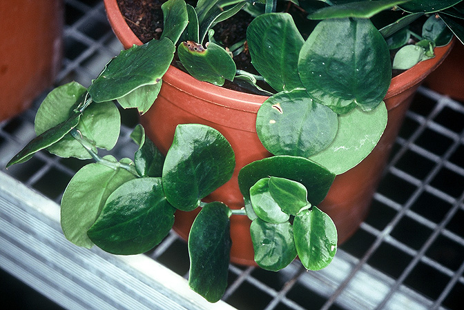 Pothos ovatifolius