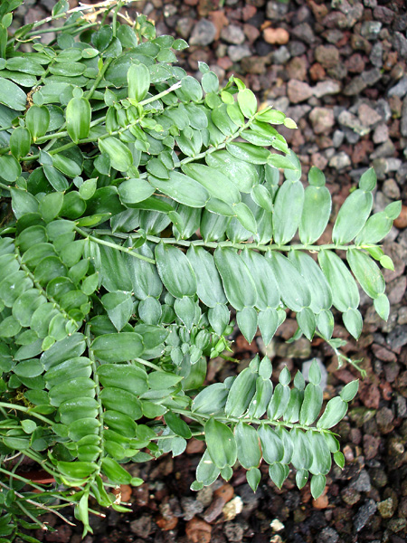 Pothos repens