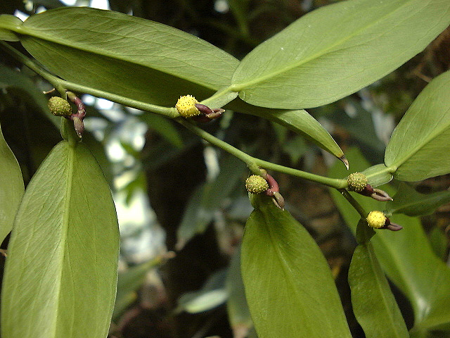 Pothos scandens