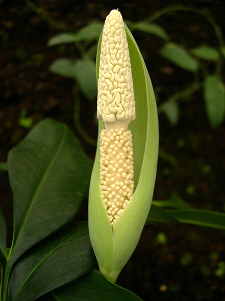 Pseudodracontium fallax