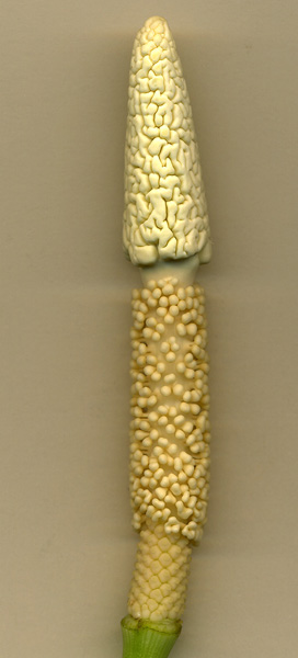 Pseudodracontium fallax