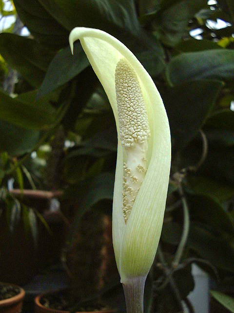 Pseudodracontium harmandii