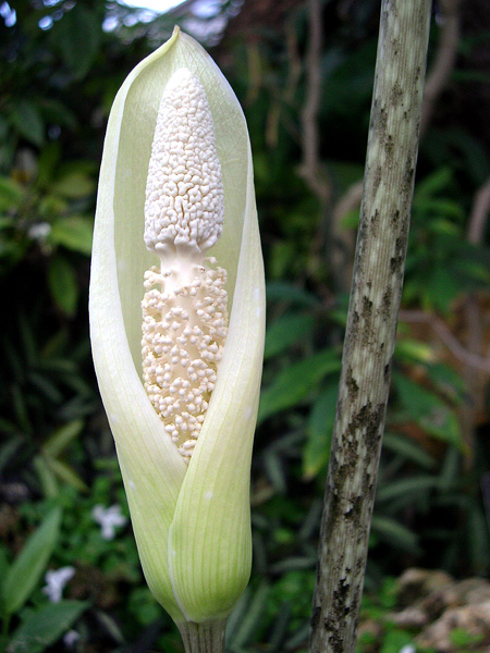 Pseudodracontium lacourii
