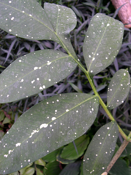 Pseudodracontium lacourii