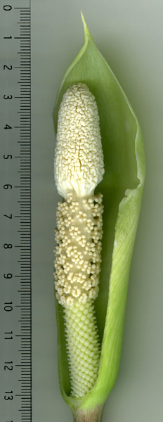 Pseudodracontium lacourii