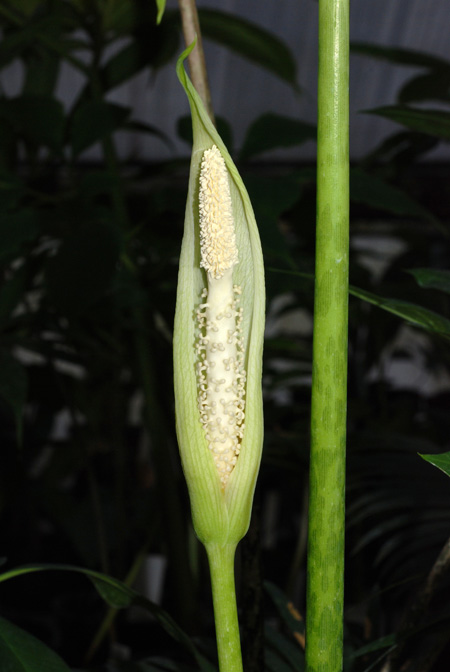 Pseudodracontium latifolium