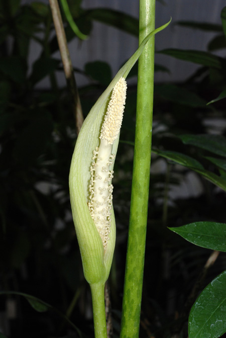 Pseudodracontium latifolium