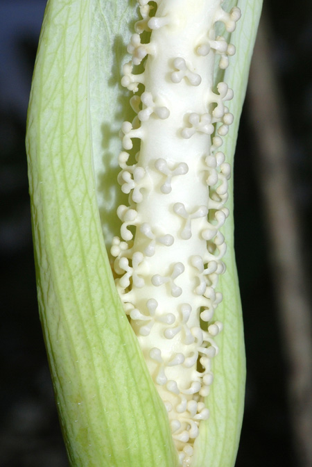 Pseudodracontium latifolium