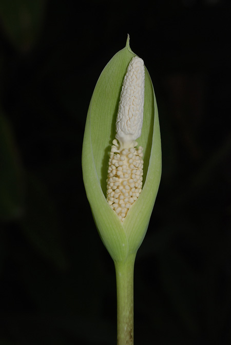 Pseudodracontium macrophyllum
