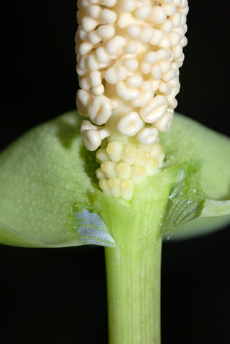 Pseudodracontium macrophyllum
