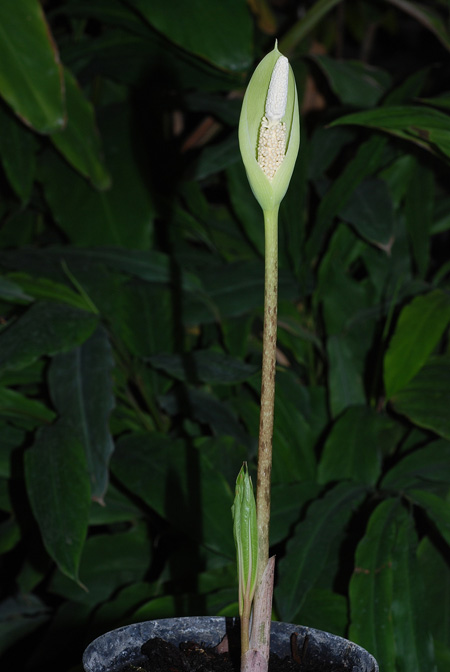 Pseudodracontium macrophyllum