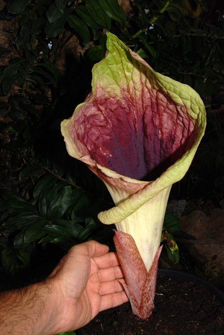 Pseudohydrosme gabunensis
