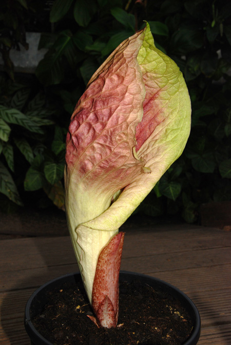 Pseudohydrosme gabunensis