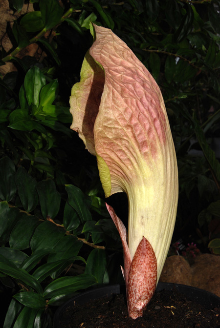 Pseudohydrosme gabunensis