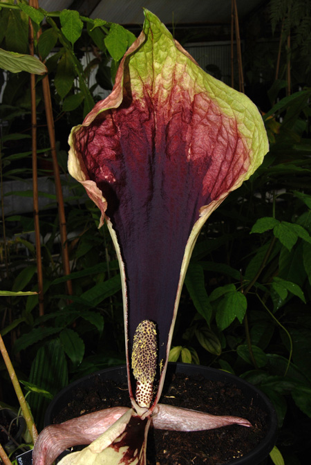 Pseudohydrosme gabunensis