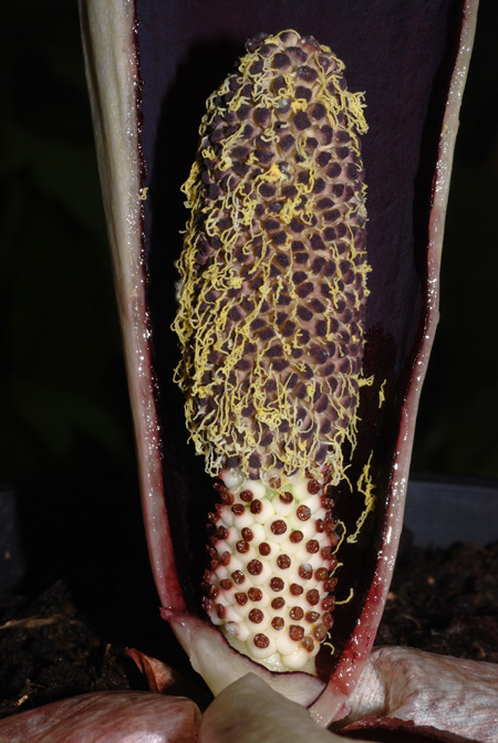 Pseudohydrosme gabunensis