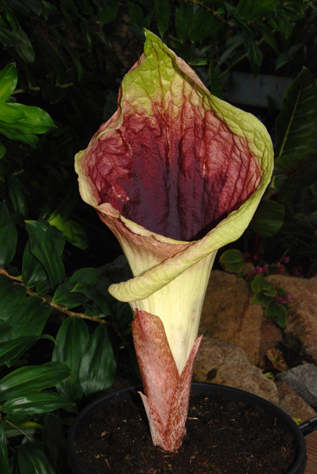 Pseudohydrosme gabunensis