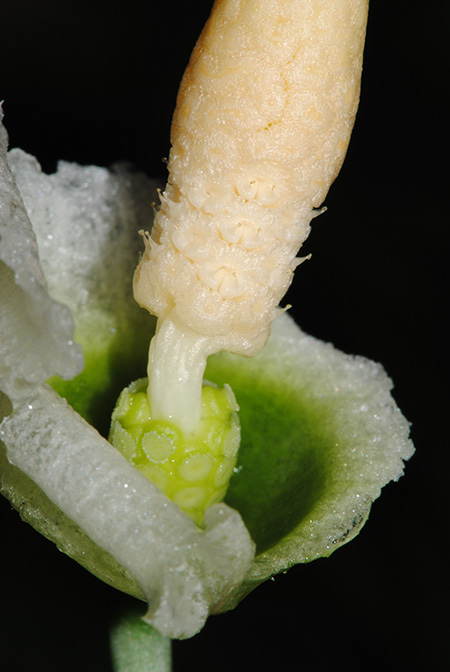 Pursegloveia kazuyae