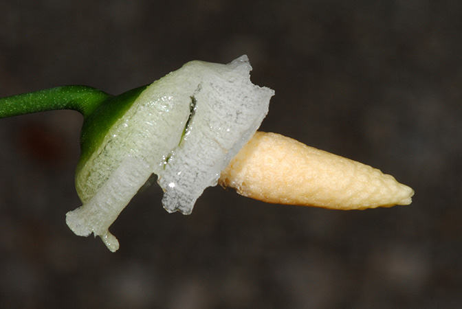 Pursegloveia kazuyae