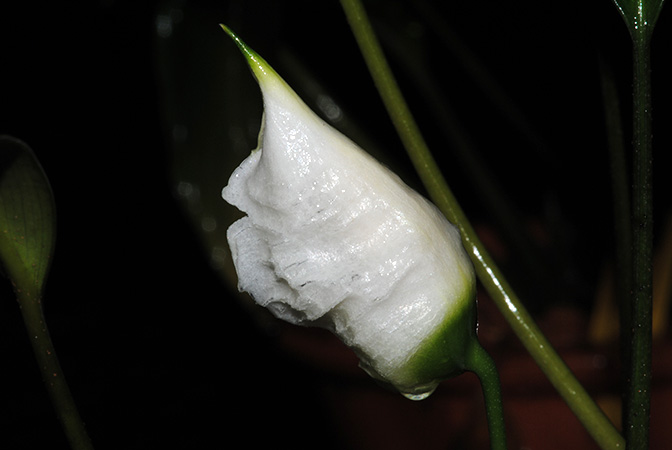 Pursegloveia kazuyae