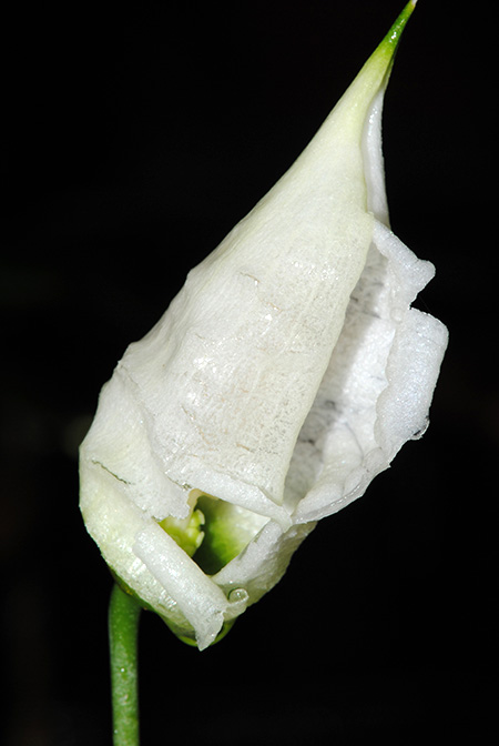 Pursegloveia kazuyae