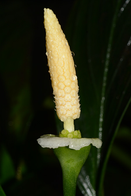Pursegloveia kazuyae