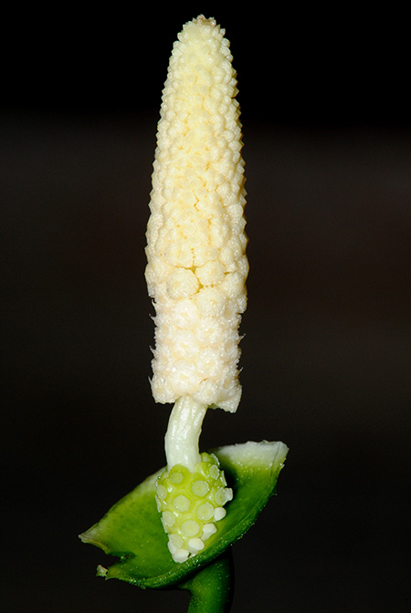 Pursegloveia kazuyae