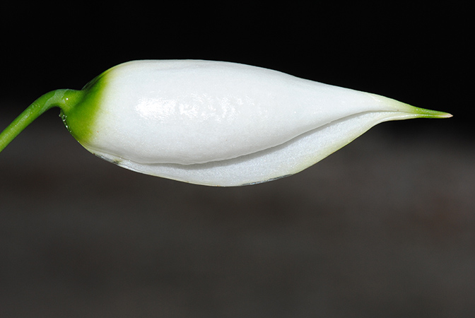 Pursegloveia kazuyae