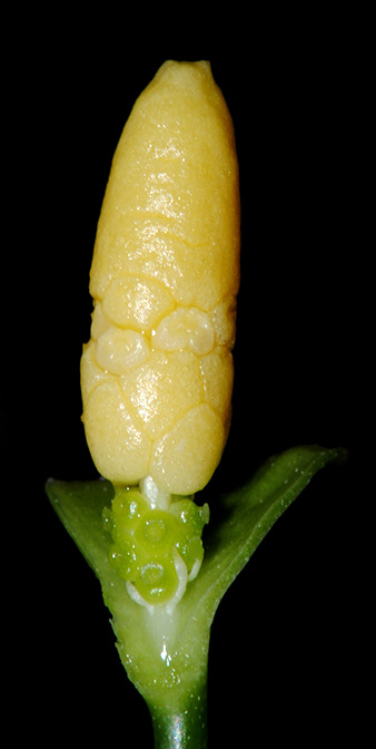 Pursegloveia minima