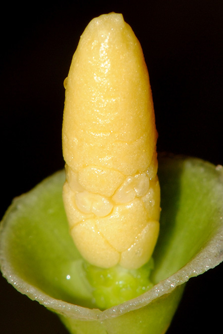 Pursegloveia minima