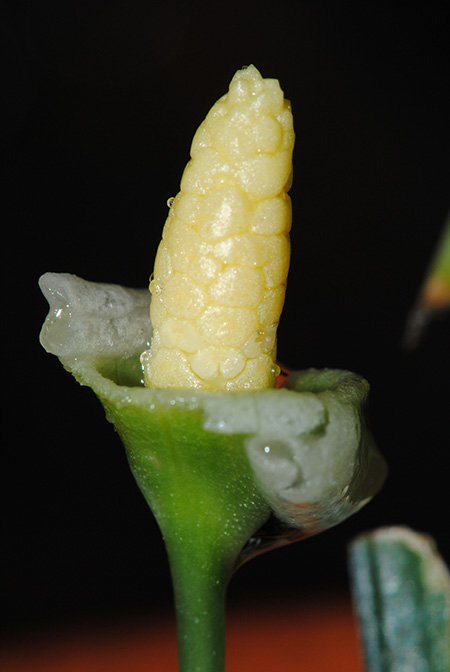 Pursegloveia minima