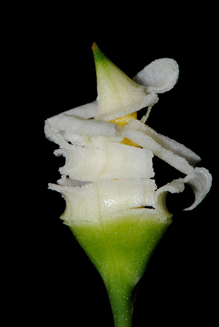 Pursegloveia minima