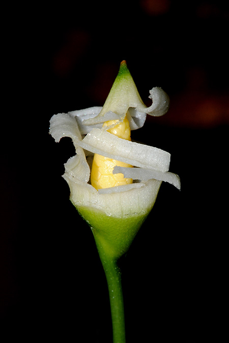 Pursegloveia minima
