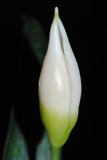 Pursegloveia minima