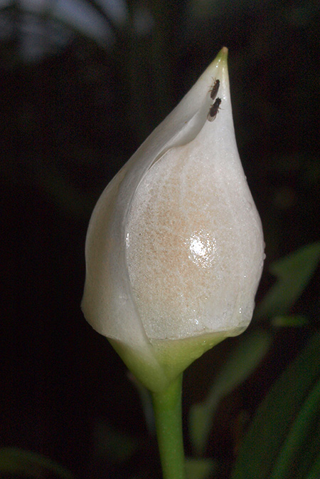 Pursegloveia minima