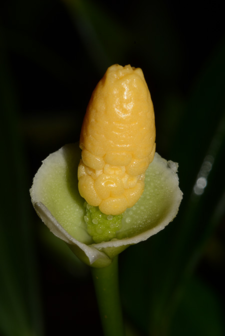 Pursegloveia minima